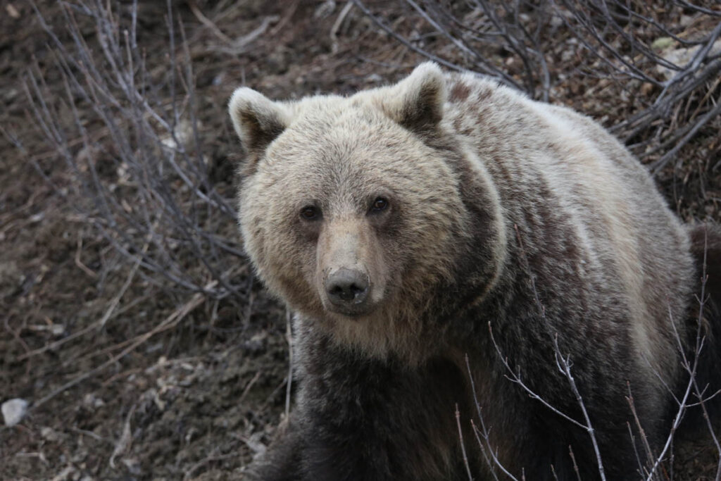 Grizzly bears are widespread in Banff National Park.