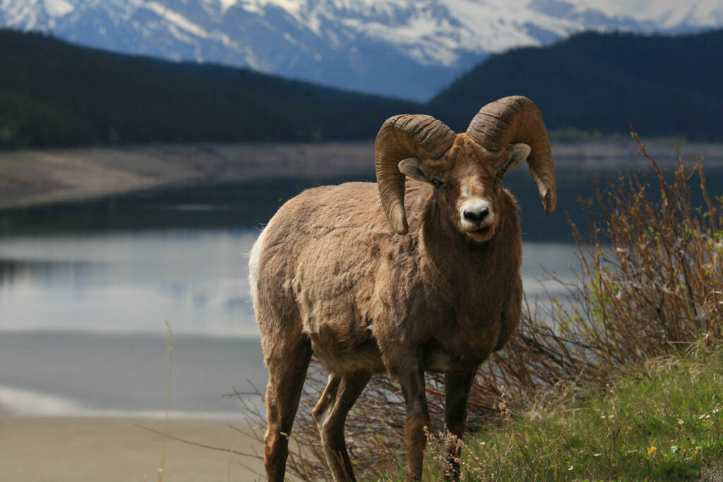 A bighorn sheep photographed at Medicine Lake.