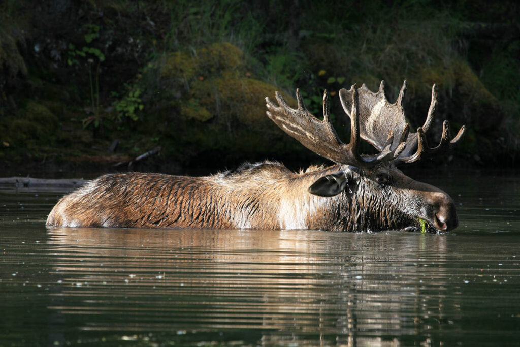 A moose at Moose Lake