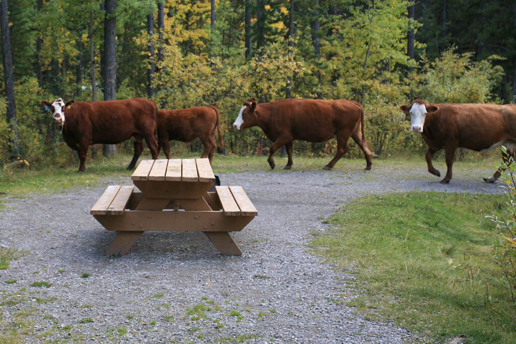 It’s not uncommon for cattle to pass through Kananaskis’s more remote campgrounds.