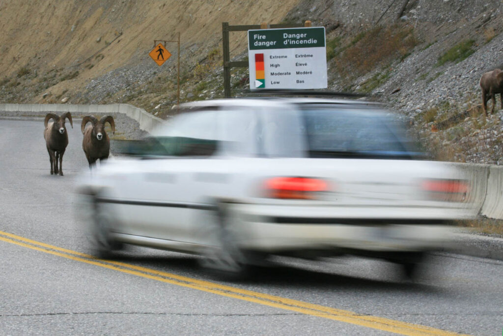 Bighorn sheep are often seen on local highways.