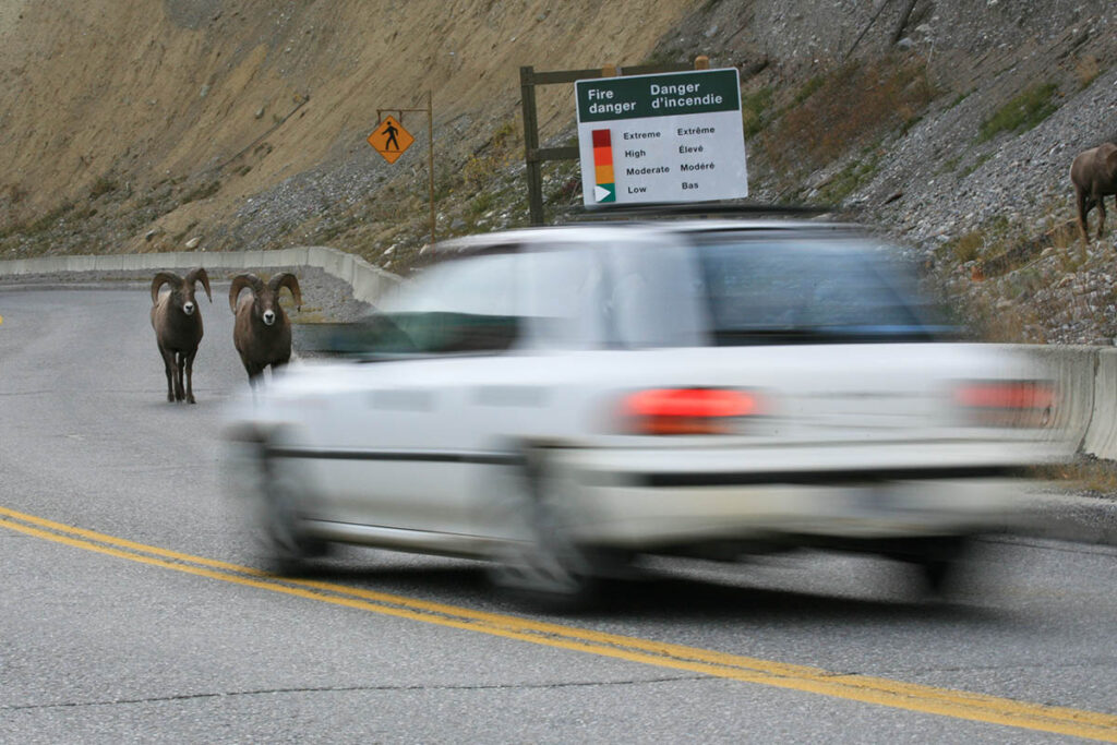 Drive carefully to avoid wildlife that is often seen on roadways.