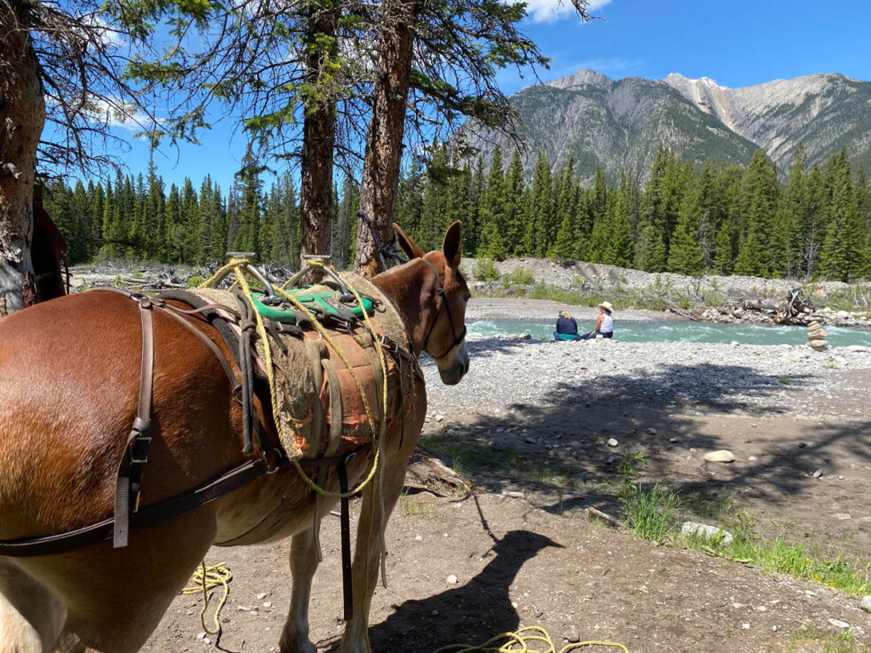 Jasper National Park Horseback Riding Canadian Rockies Travel Guide