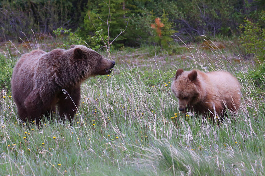 grizzly bear, Kananaskis Country