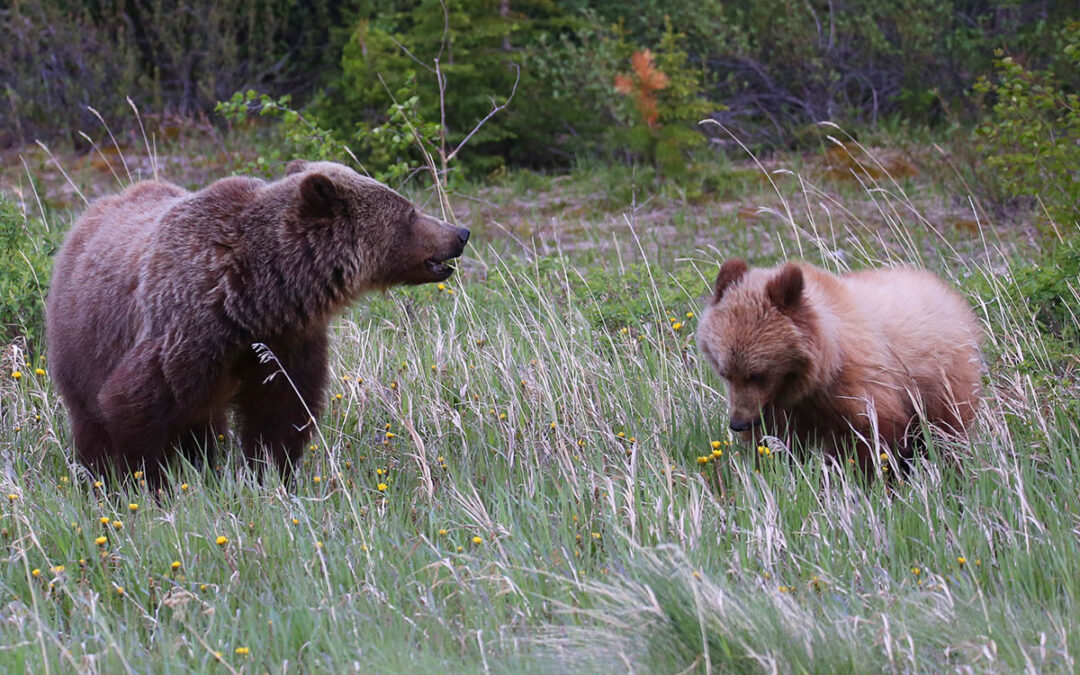 Where can I See Bears in Kananaskis Country?