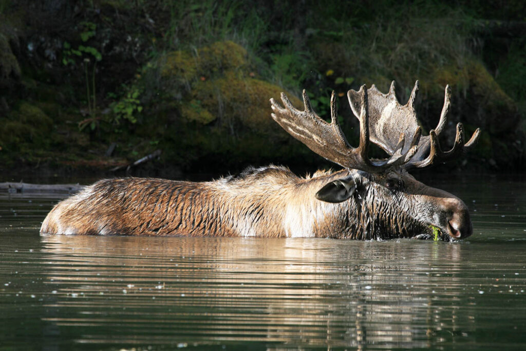 moose, Jasper National Park