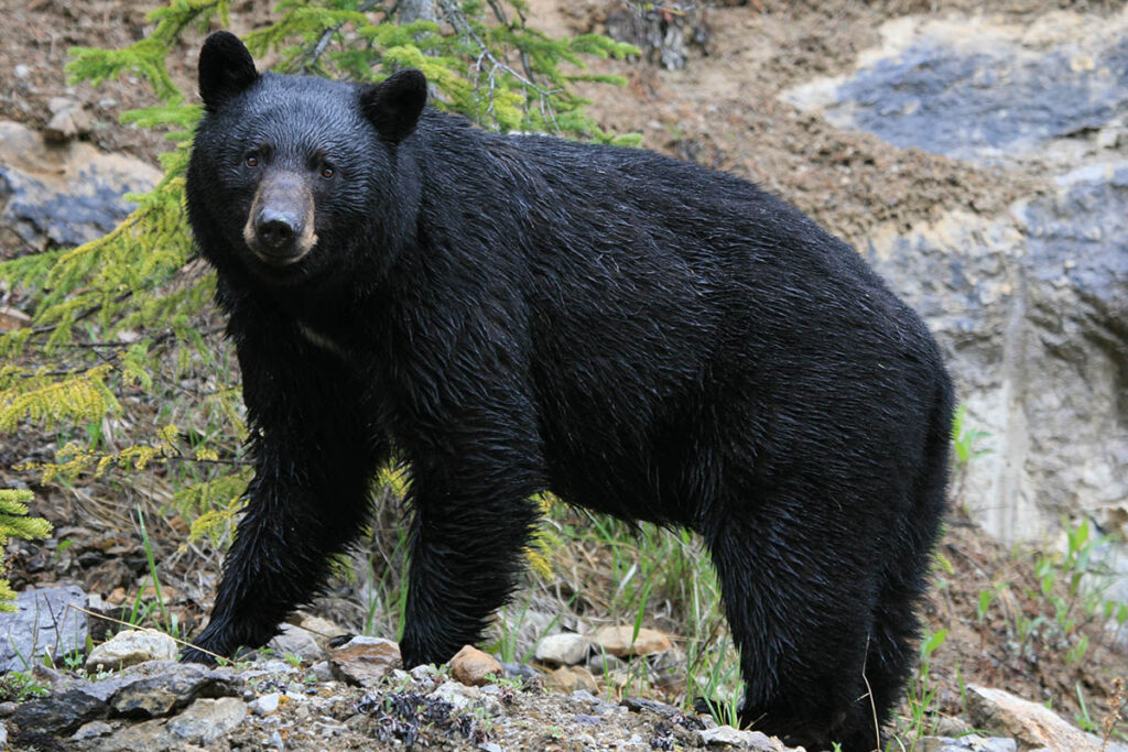 black bear, Kootenay National Park