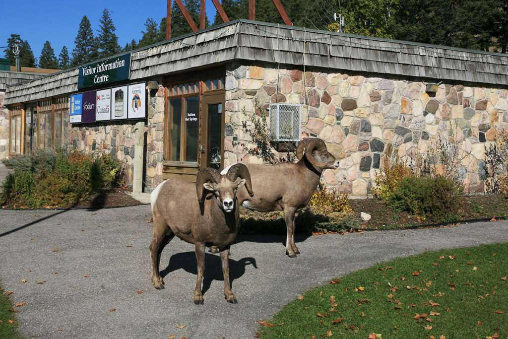 Bighorn sheep are often seen in the village of Radium Hot Springs.