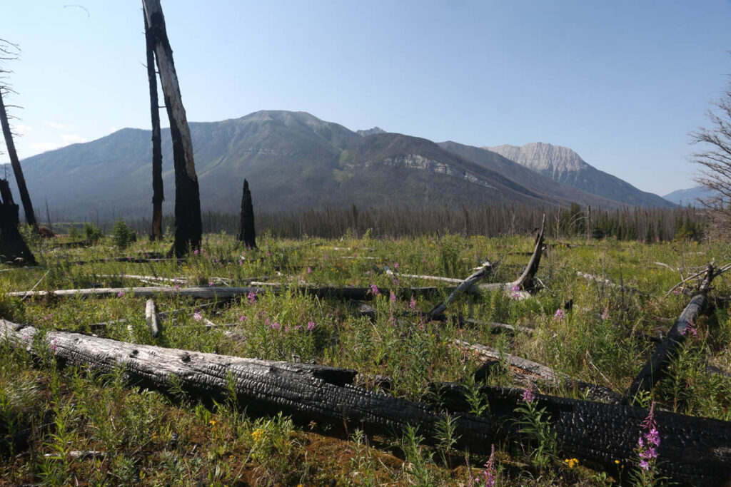 Learn about fire regeneration along the Simpson River Trail, Kootenay National Park