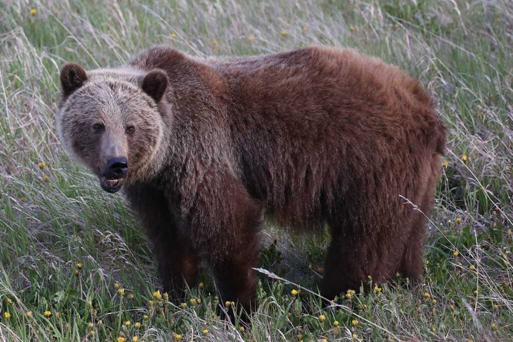 Grizzly bear along Og Lake Trail.