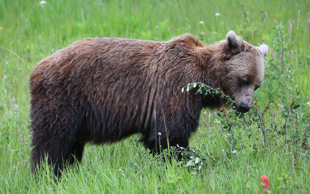 Where to See Bears in the Canadian Rockies