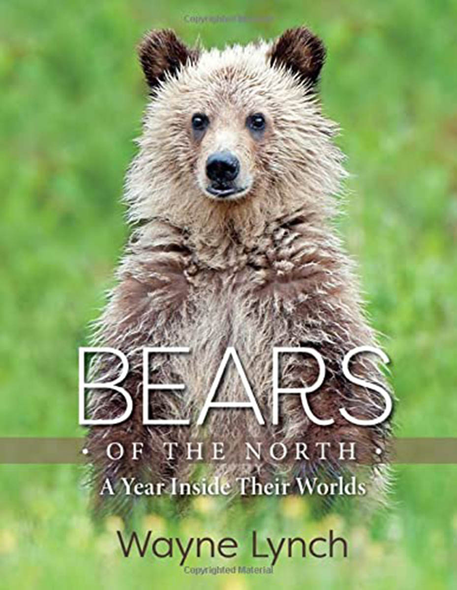 Books About Bears books-about-bears