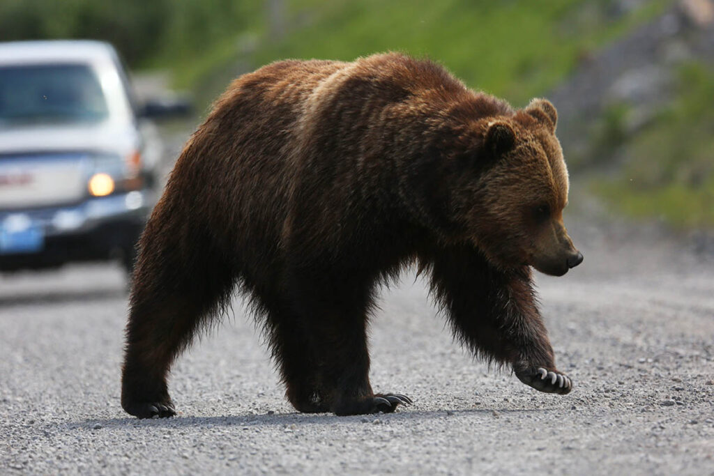 Where to See Bears in the Canadian Rockies