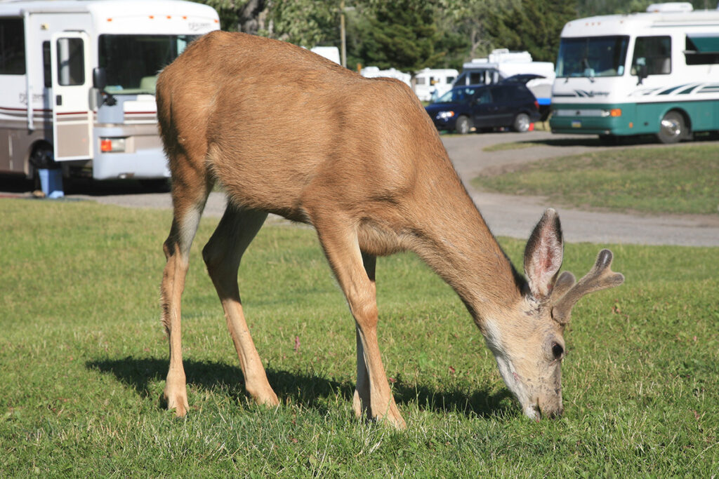 Mule deer at Townsite Campground.