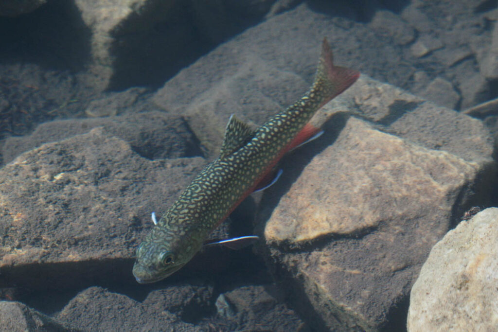 rainbow trout, Waterton Lakes National Park