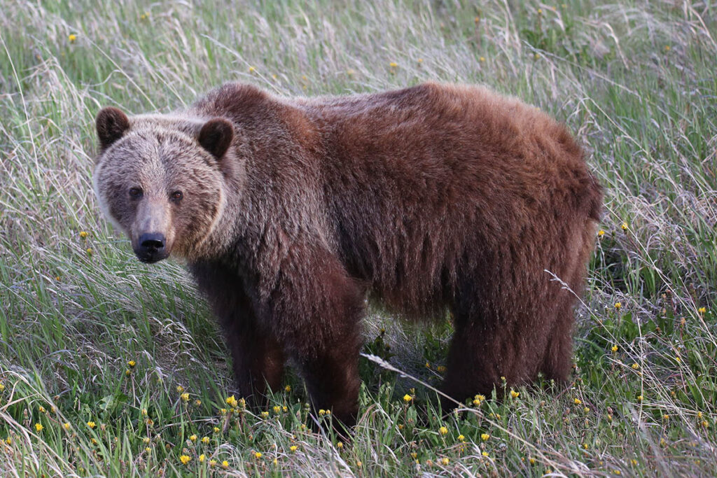 grizzly bear, Waterton Lakes National Park
