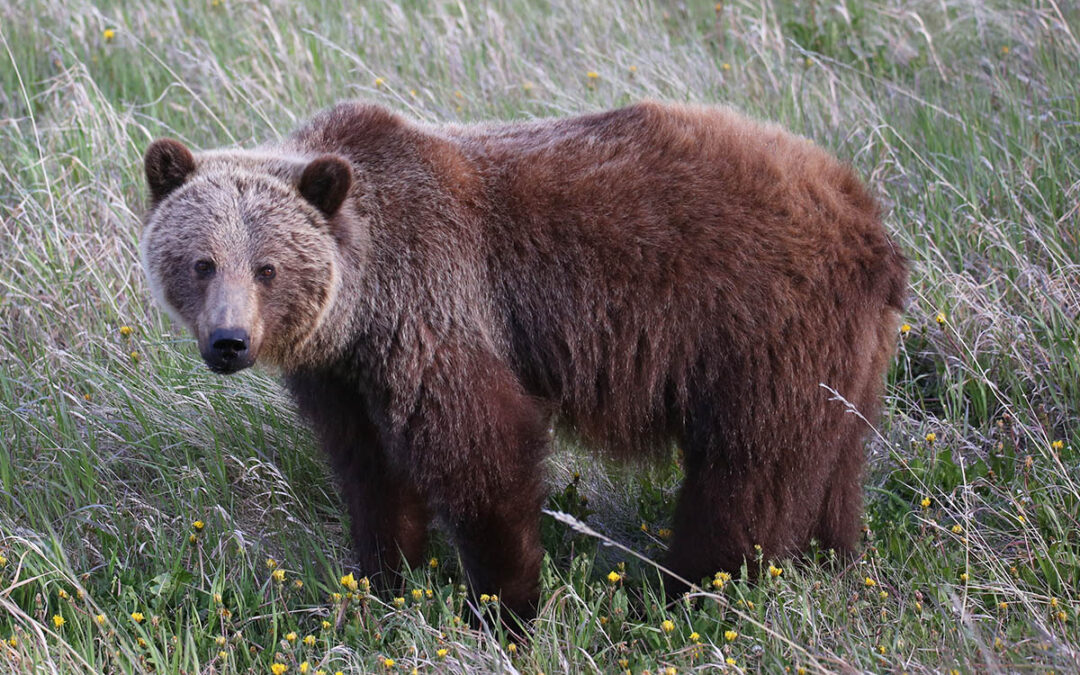 How Many Bears are in Waterton Lakes National Park?