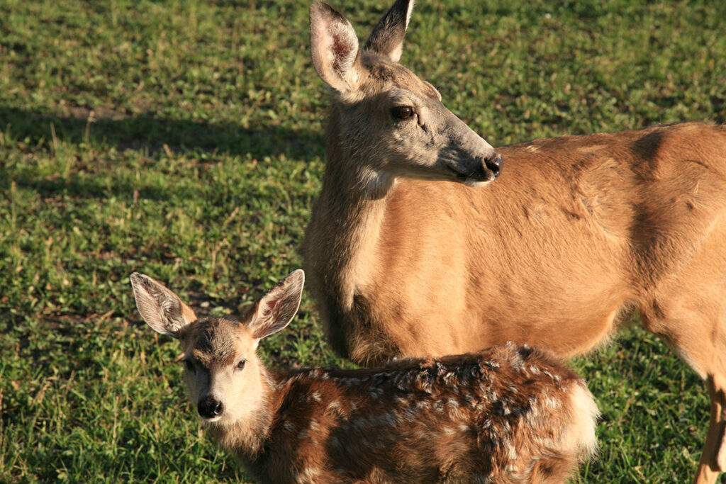 mule deer, Waterton Lakes National Park