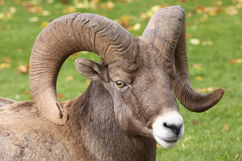 Bighorn sheep are present throughout the Canadian Rockies.